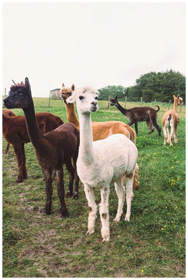 2017-08-09_0010.jpg Why Not Alpacas