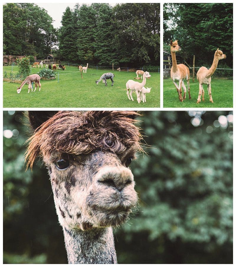 2017-08-09_0011.jpg Why Not Alpacas