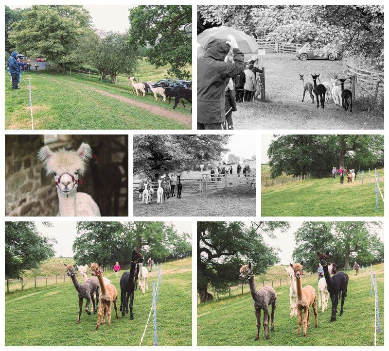 2017-08-09_0013.jpg Why Not Alpacas
