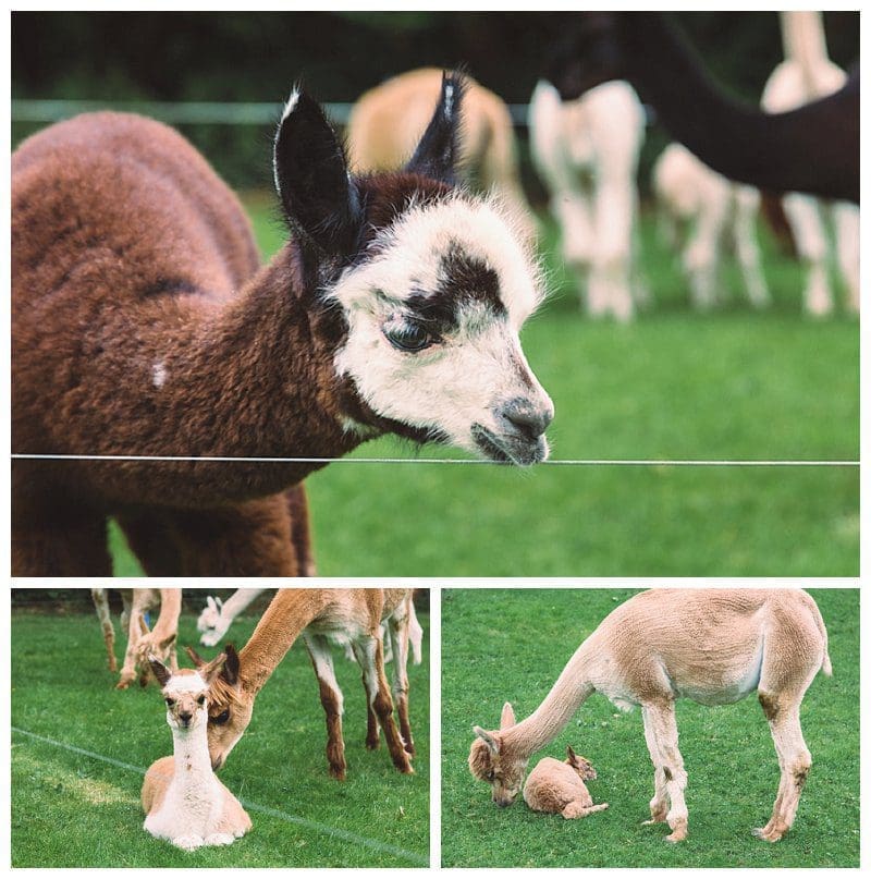 2017-08-09_0014.jpg Why Not Alpacas