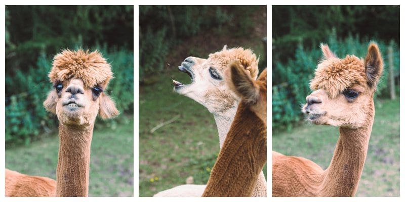 2017-08-09_0017.jpg Why Not Alpacas