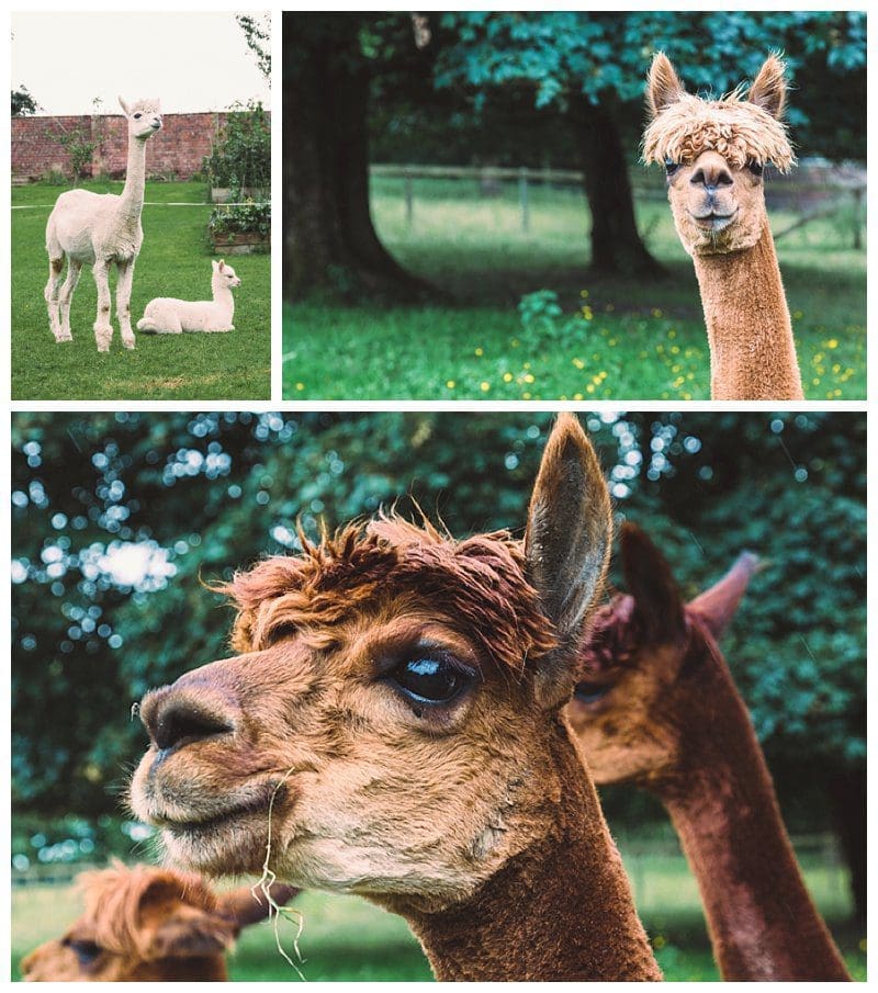 2017-08-09_0018.jpg Why Not Alpacas