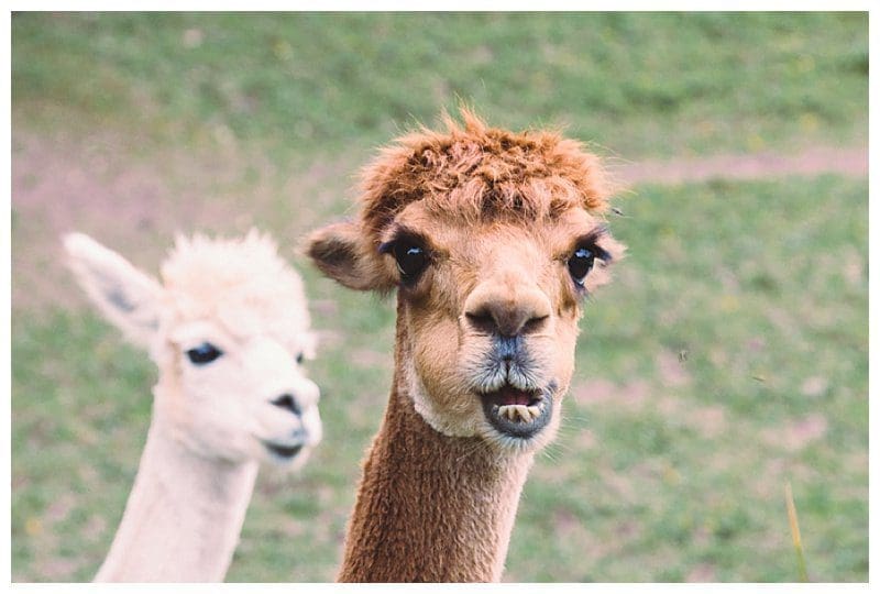 2017-08-09_0019.jpg Why Not Alpacas