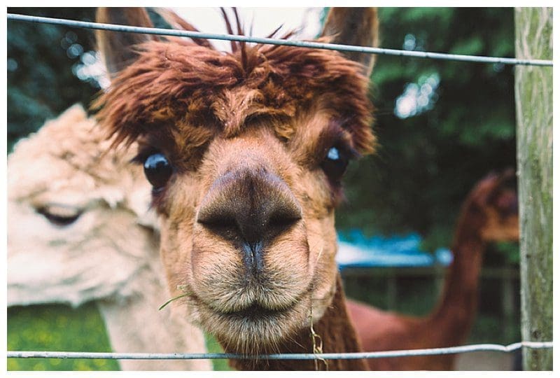 2017-08-09_0021.jpg Why Not Alpacas